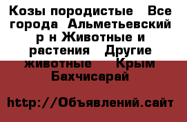 Козы породистые - Все города, Альметьевский р-н Животные и растения » Другие животные   . Крым,Бахчисарай